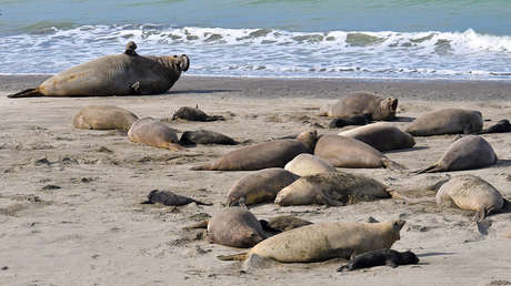 Advierten que la mortandad de las crías de elefantes marinos por gripe aviar puede ser total en Argentina