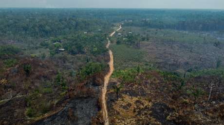 Cae en un 22,3 % la deforestación en la Amazonía brasileña en el último año