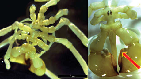 Descubren una nueva especie de araña marina en las profundidades de la Antártida (FOTOS)