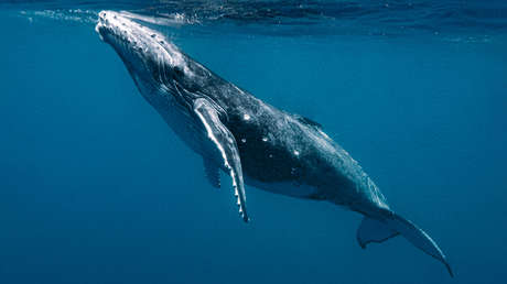 Buscadores de extraterrestres entablan por primera vez una 'conversación' con una ballena