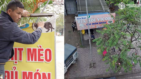 Cierran un restaurante que sacrificaba hasta 300 gatos al mes tras expresar el propietario su preocupación moral