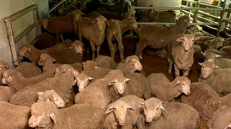 Barco con más de 15.000 animales queda varado frente a las costas de Australia por la situación en el mar Rojo