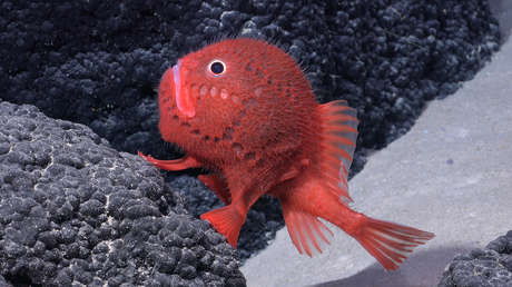 Descubren más de 100 nuevas especies en un hallazgo "alucinante" en Chile