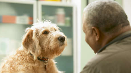 Perros adiestrados logran detectar la enfermedad de Parkinson con una precisión de hasta el 90 %