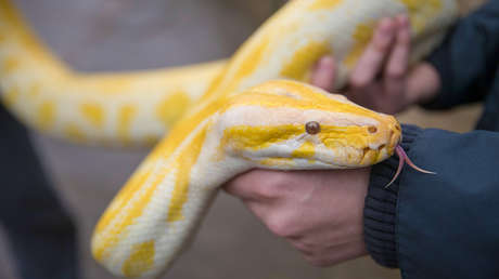 Aseguran que es mejor comer carne de pitón que de vaca y esta sería la razón