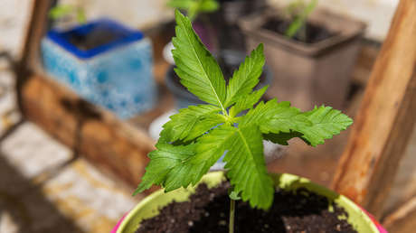 EE.UU. tomará un drástico cambio en su política sobre la marihuana