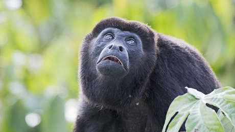 Alarma por muerte masiva de monos en peligro de extinción en México