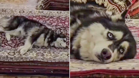 "Maltrato disfrazado": Indignación en México por el uso de perros en una 'performance'