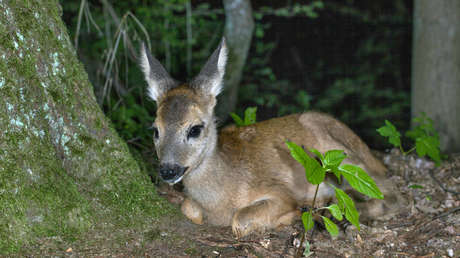 Cumbre de Zelenski vs. corzos: revelan una amenaza inesperada de la reunión en Suiza