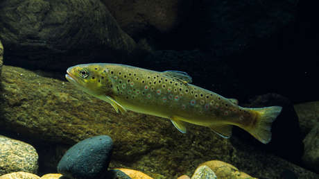 Residuos farmacéuticos provocan adicciones y otras alteraciones en animales