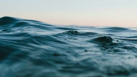 Hallan en el océano una criatura desconocida casi inmortal