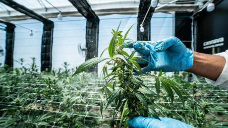 Una provincia argentina logra exportar cannabis medicinal a dos continentes