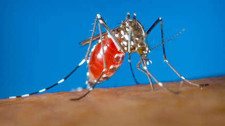 Aumenta la cantidad de casos de fiebre del Nilo Occidental en Israel