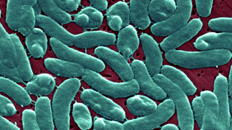 Alerta en Florida por el aumento de infecciones de bacteria 'carnívora'