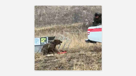 "Feroz instinto": un oso se lanza contra su cuidador al recobrar la libertad (VIDEO)