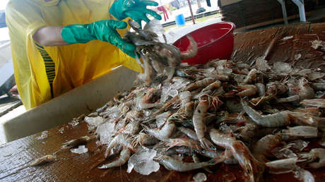 La razón detrás del veto de Brasil a las importaciones de camarones de Ecuador