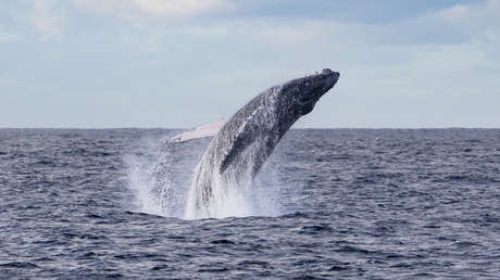 Una ballena asombra con una migración increíble por tres océanos