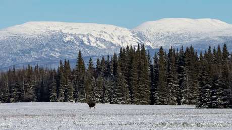 Trump reanudará la producción de petróleo en tierras protegidas de Alaska