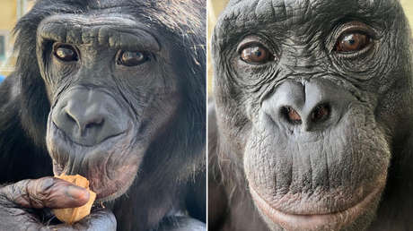 Estos simios pueden intuir cuándo los humanos no saben algo