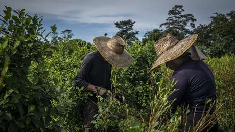 Colombia pide a la ONU excluir la hoja de coca de la lista de sustancias dañinas