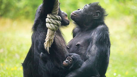 Descubren una capacidad lingüística 'exclusivamente humana' en una especie de simios