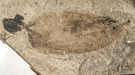 Hallan un fósil de gusano jurásico que arroja luz sobre los orígenes de los parásitos modernos