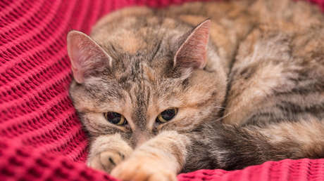 Rusia desarrolla la primera vacuna contra la alergia a los gatos