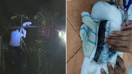 Costa Rica pone fin a las andanzas de un 'narcogato'