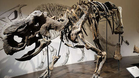 Revelan cómo feneció una manada entera de dinosaurios en el 'Río de la Muerte'