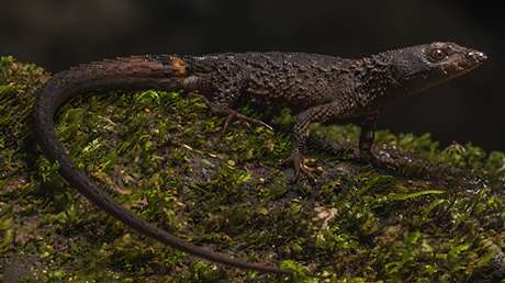 Descubren en Colombia una nueva especie de lagarto espinoso semiacuático