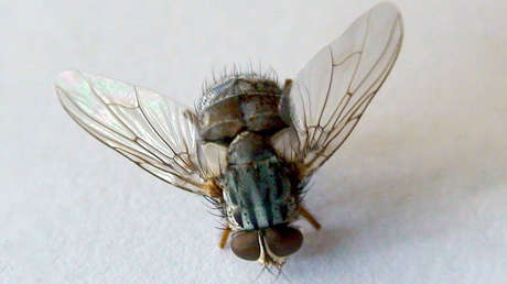 La mosca vampiro pone en jaque a raras especies en Galápagos