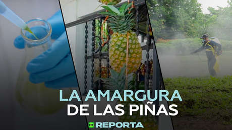 La amargura de las piñas