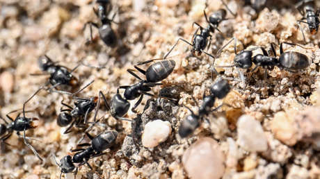 'Supercolonias' de una hormiga maloliente causa estragos por Europa
