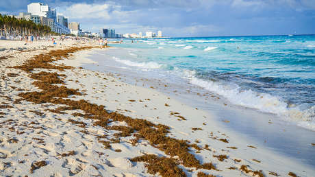 La anomalía biológica que pone en jaque al turismo caribeño