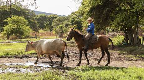 La receta del éxito del sector bovino de Nicaragua