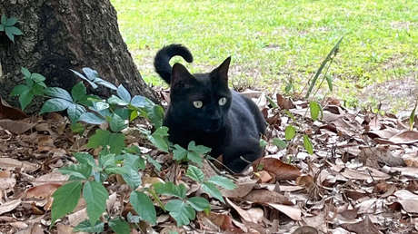 Un gato ayuda a la ciencia a descubrir un nuevo virus