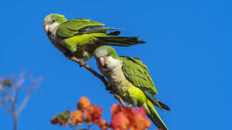 El ave que parece inofensiva pero está causando un desastre en México