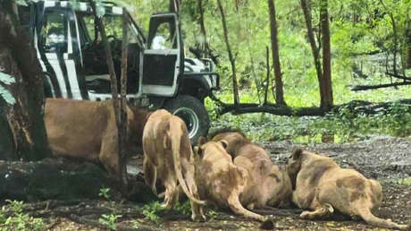Cuidador de zoológico ignora las reglas y es devorado por una manada de leones