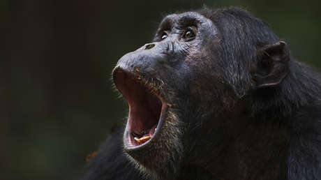 Chimpancés 'consumen' el alcohol equivalente a medio litro de cerveza