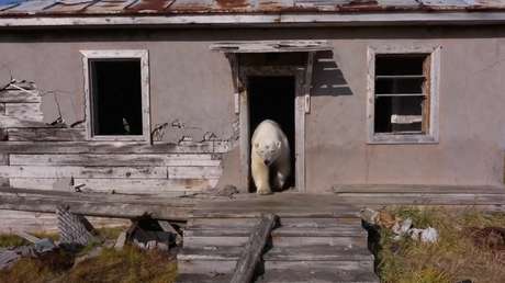 Osos polares se apropian de una estación científica abandonada en Rusia (VIDEO)