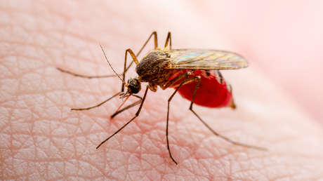 Un país latinoamericano inaugura la mayor fábrica de mosquitos del mundo: ¿para qué?