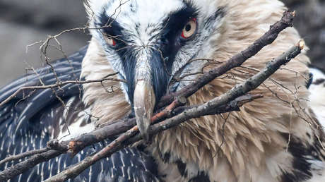 Nidos de aves revelan sorpresas históricas en España
