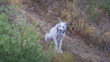 IMAGEN HISTÓRICA: Captan por primera vez a un lince ibérico con una variación nunca antes vista
