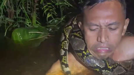 VIDEO IMPACTANTE muestra cómo una pitón gigante casi mata a un guía en Indonesia