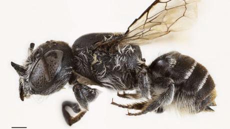 Descubren a 'Lucifer', una nueva especie de abeja