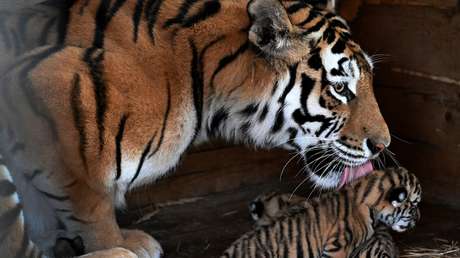 Rusia y Kazajistán alcanzan un acuerdo inesperado