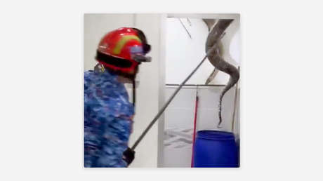 Familia descubre a un enorme y peligroso intruso en el baño de su casa (VIDEO)