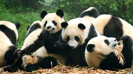 Japón podría quedarse sin pandas debido a tensiones con China