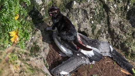 "Asesinos a sangre fría": Este país aprueba plan para erradicar los gatos salvajes