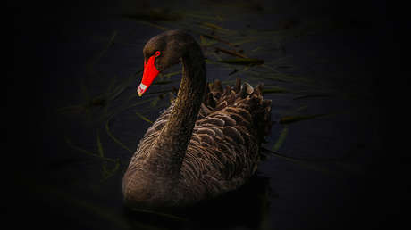 Los ocho 'cisnes negros' que podrían cambiar el rumbo de la humanidad para 2026, según Saxo Bank